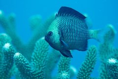 Reticulated Damselfish
