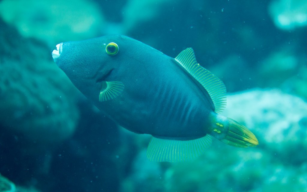 Barred Filefish from 6798, Christmas Island on August 27, 2017 by ...