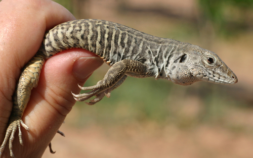 Marbled Whiptail