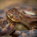 Ornate Cat-eyed Snake - Photo (c) Laurent Hesemans, all rights reserved, uploaded by Laurent Hesemans