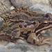Tavas Mountain Frog - Photo (c) Ömer ESER, all rights reserved, uploaded by Ömer ESER