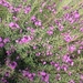 Erysimum linifolium - Photo (c) Hannah Rose Summerfield, todos los derechos reservados, uploaded by Hannah Rose Summerfield