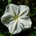 Moonflower - Photo (c) T. E. D., all rights reserved, uploaded by T. E. D.
