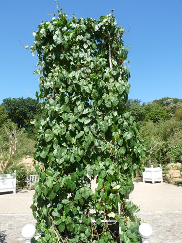 Moonflower