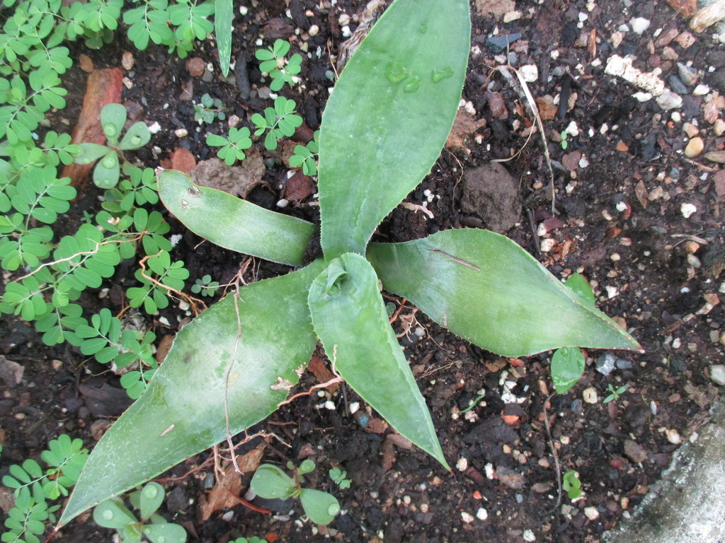 Agave evadens