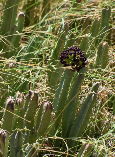 Stinking Cactus (Desmidorchis foetida)