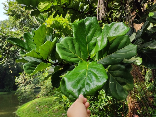 pictures of dracaena plants Dracaena marginata