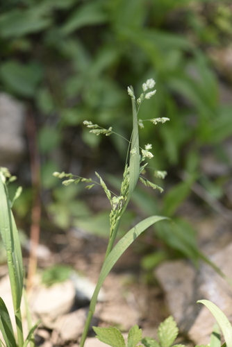 Thick bluegrass (Poa nipponica)