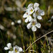 Euphrasia gibbsiae - Photo (c) Adam, all rights reserved, uploaded by Adam
