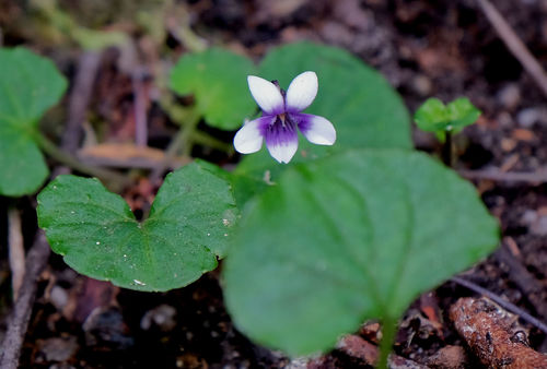 Ivy Leaved Violet