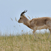 Przewalski's Gazelle - Photo (c) HUANG QIN, all rights reserved, uploaded by HUANG QIN