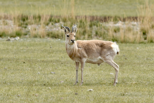 Przewalski's Gazelle