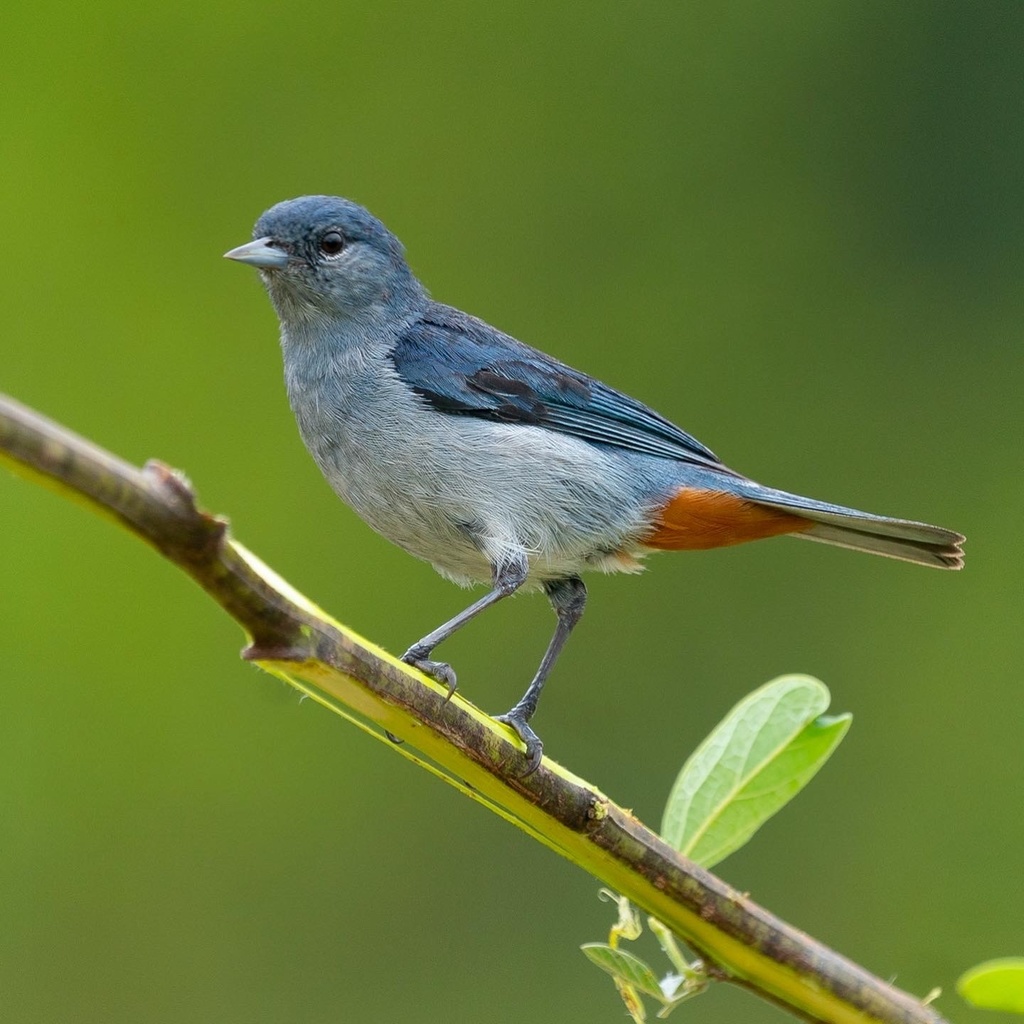 Chestnut-vented Conebill photo