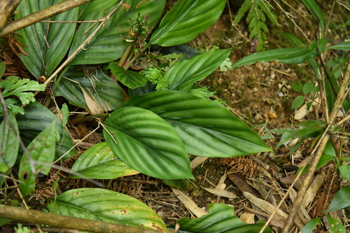 Alpinia pumila · iNaturalist Canada