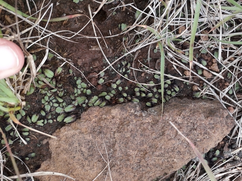 Oxymitra cristata