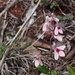 Rhinacanthus osmospermus - Photo (c) Saraa_Ai, all rights reserved, uploaded by Saraa_Ai