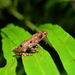 Red-disked Small Treefrog - Photo (c) HUANG QIN, all rights reserved, uploaded by HUANG QIN