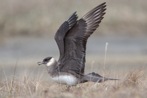Parasitic Jaeger