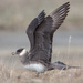 Parasitic Jaeger - Photo (c) TroyEcol, all rights reserved, uploaded by Declan Troy