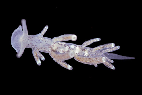 Spotted Lagoon Aeolid