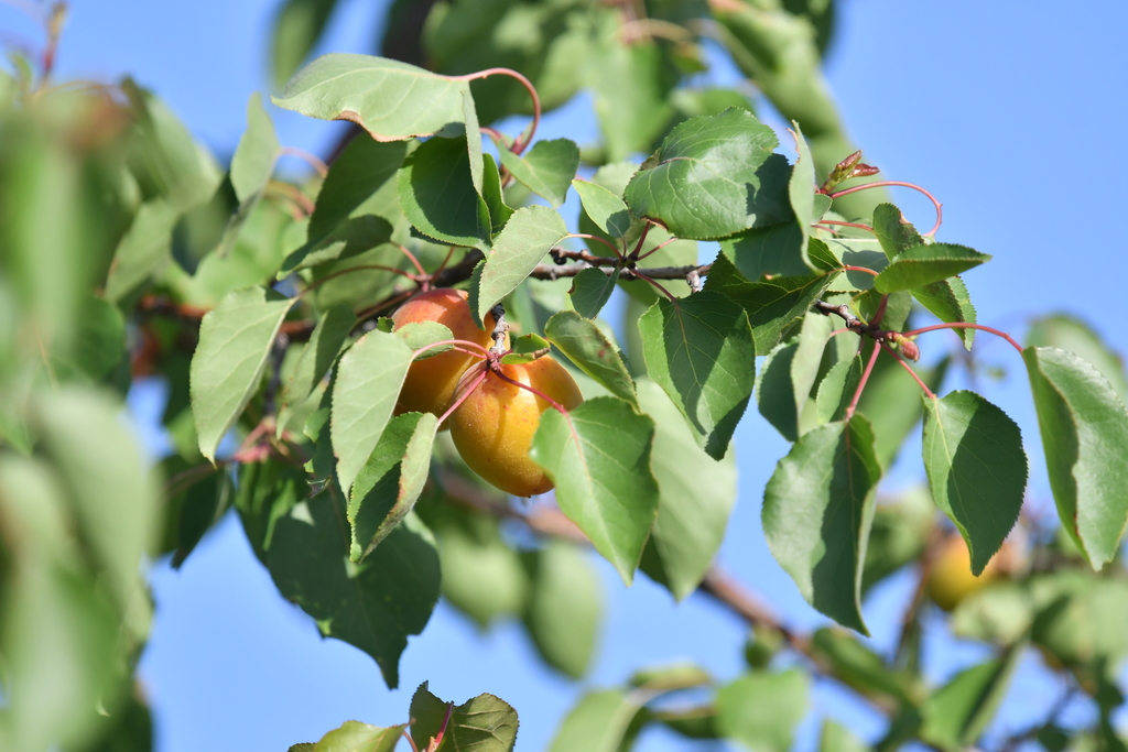 Prunus armeniaca - Wikipedia