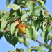 Prunus armeniaca - Photo (c) HUANG QIN, kaikki oikeudet pidätetään, lähettänyt HUANG QIN