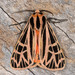 Parthenice Tiger Moth - Photo (c) Michael King, all rights reserved, uploaded by Michael King