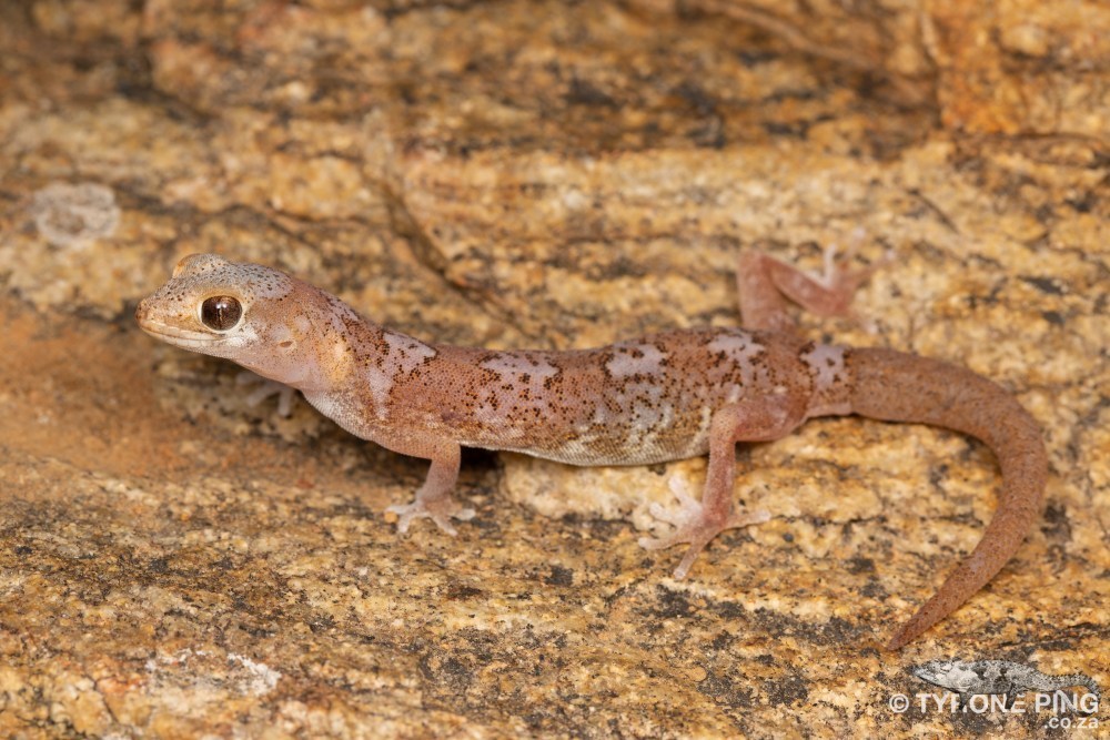 Quartz Gecko