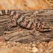 Weber's Thick-toed Gecko - Photo (c) Tyrone Ping, all rights reserved, uploaded by Tyrone Ping