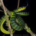 Malcolm’s Pitviper - Photo (c) Kenneth Chin, all rights reserved, uploaded by Kenneth Chin