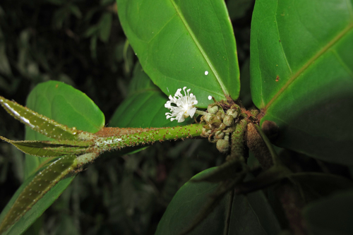 Croton glomeratus