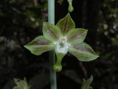 Image of Eulophia gracilis