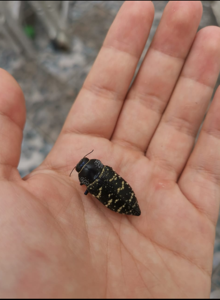 Lampetis dilaticollis from El Herrero, 47030 San Juan de los Lagos, Jal., Mexico on 2020년 11월 22일 (일) at 11:54 오전 by... 