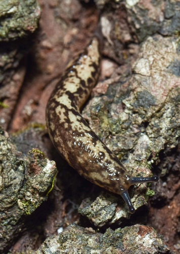 Ozark mantleslug