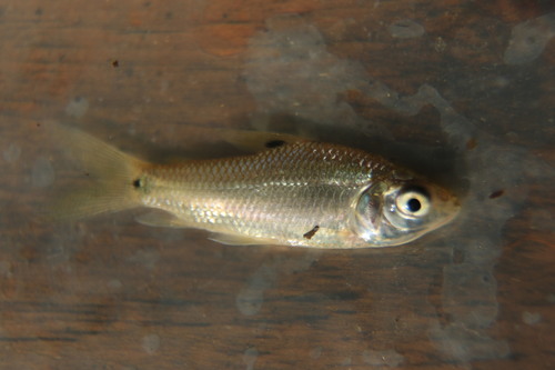 Steindachnerina argentea