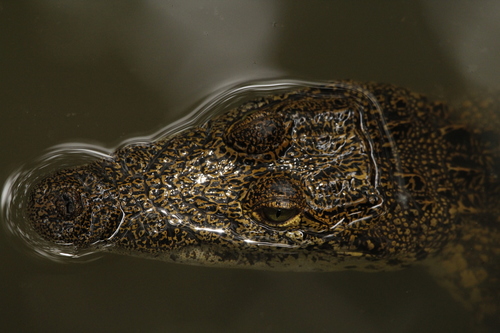 Morelet's Crocodile