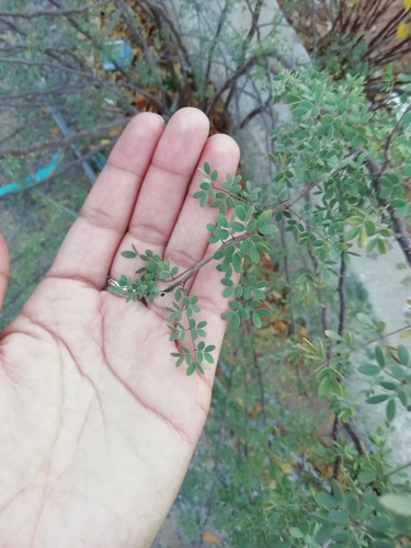 Erythrostemon palmeri