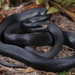 Coluber constrictor - Photo (c) Jake Scott, כל הזכויות שמורות, הועלה על ידי Jake Scott