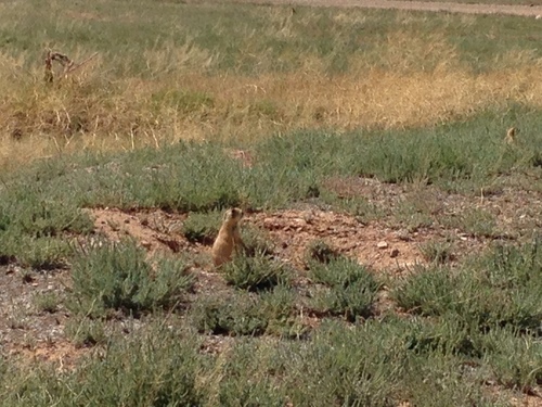Utah Prairie Dog