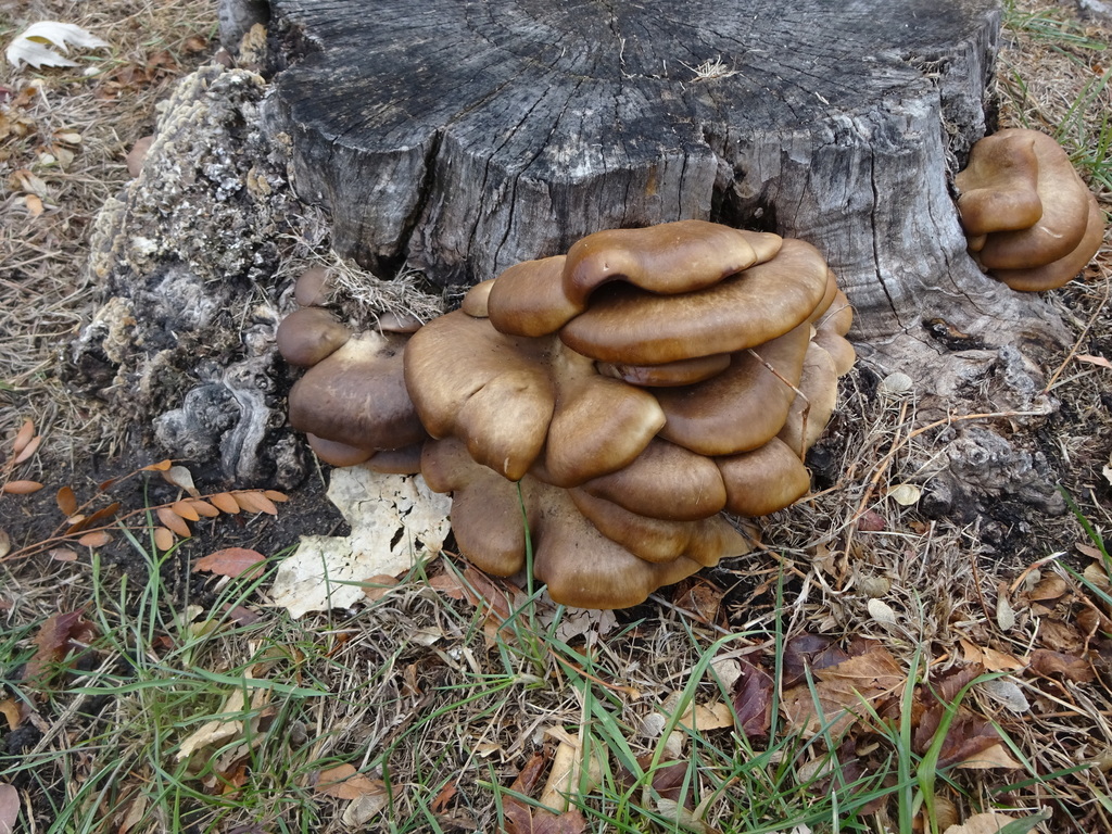 Oyster Mushroom (Pleurotus ostreatus) · iNaturalist