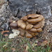 Oyster Mushroom - Photo (c) Woldu Araya, all rights reserved, uploaded by Woldu Araya