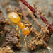 Cautolasius - Photo (c) Steven Wang, todos los derechos reservados, subido por Steven Wang