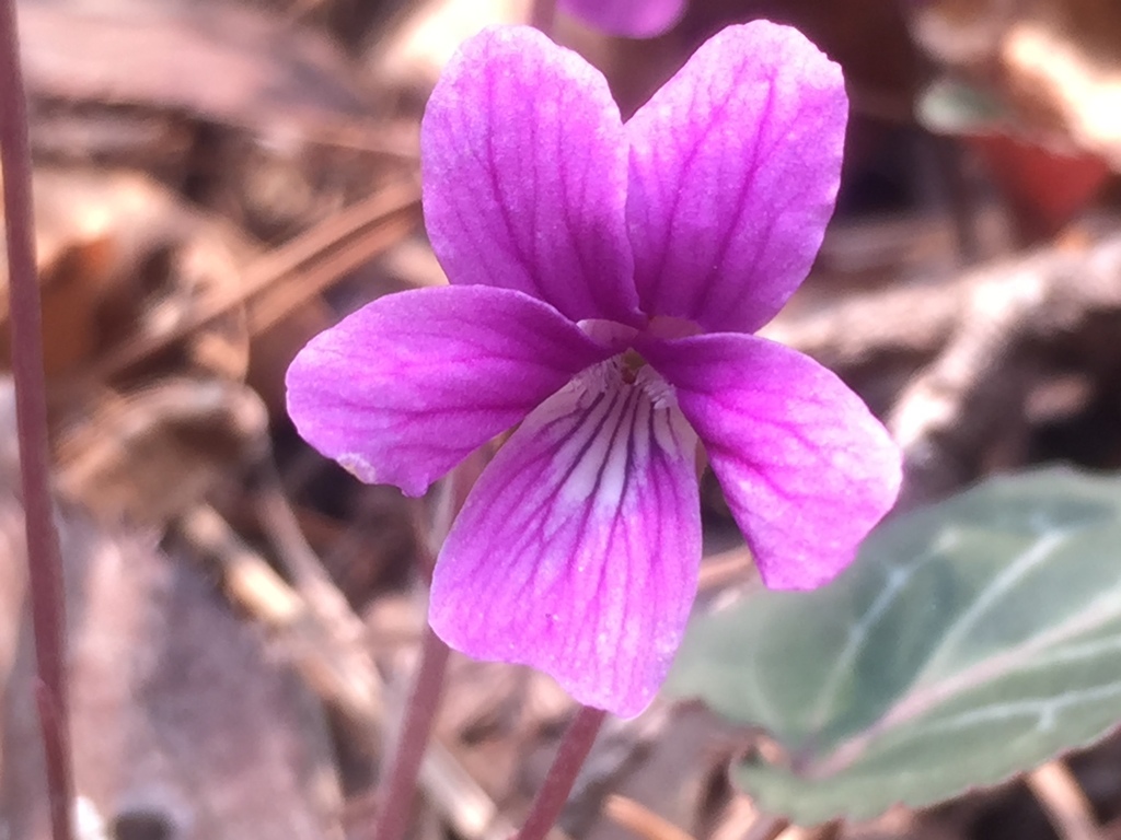 Irkutsk violet (Viola variegata)  iNaturalist