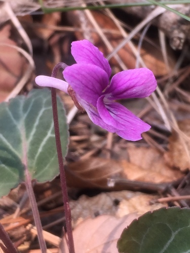 Irkutsk violet (Viola variegata)  iNaturalist