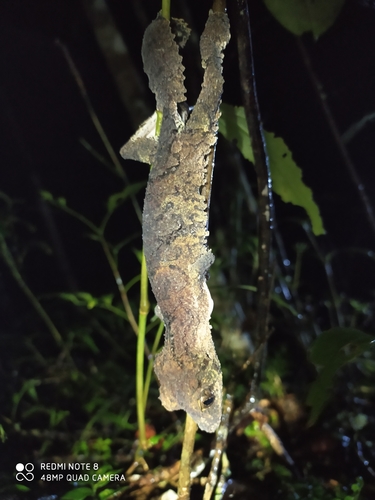 Mossy Leaf-tailed Gecko