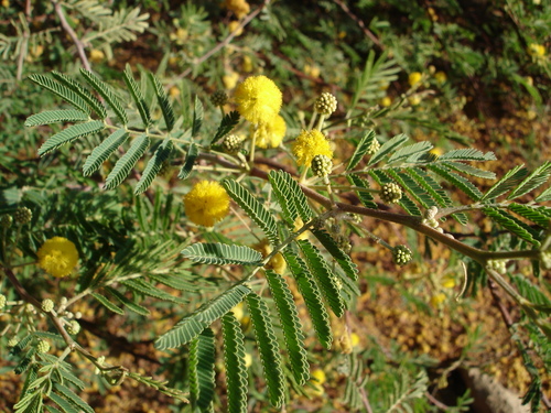Egyptian acacia