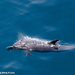 Coastal Spotted Dolphin - Photo (c) Tim Cameron, all rights reserved, uploaded by Tim Cameron