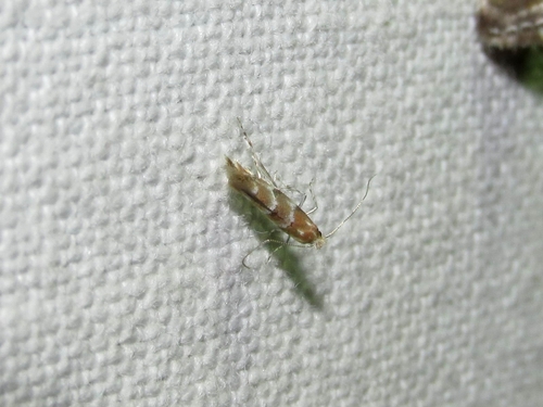 Phyllonorycter cephalariae