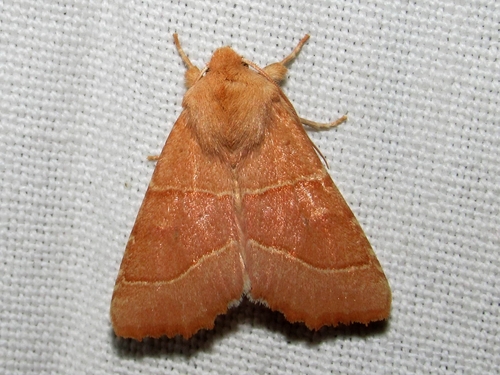 Centre-barred Sallow