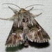 Toadflax Brocade Moth - Photo (c) Sergey D, all rights reserved, uploaded by Sergey D